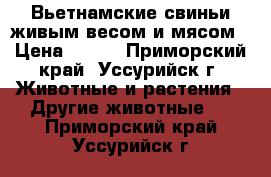 Вьетнамские свиньи живым весом и мясом › Цена ­ 200 - Приморский край, Уссурийск г. Животные и растения » Другие животные   . Приморский край,Уссурийск г.